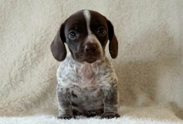 Grayson Mini Dachshund image