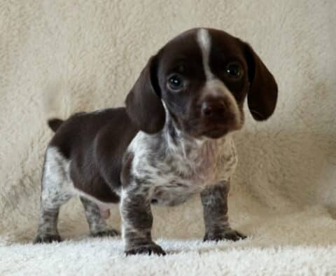 Grayson Mini Dachshund2