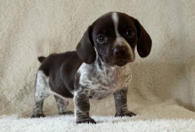 Grayson Mini Dachshund2 image