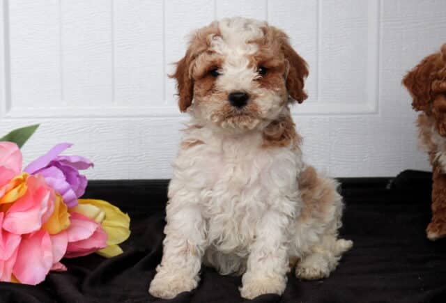 Fluffy cream and apricot Cavapoo puppy with a curly coat sitting on black fabric beside pink, purple, and yellow flowers, posed in front of a white paneled backdrop with another puppy partially visible at the edge. image