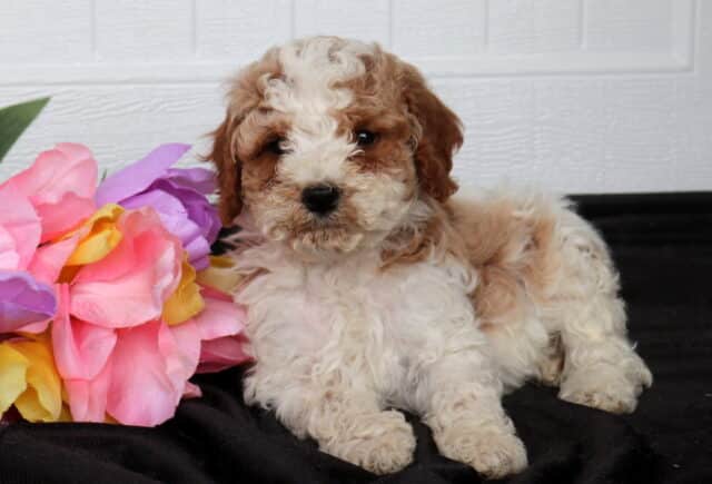 Cream and apricot Cavapoo puppy with a soft curly coat lying on black fabric beside bright pink, purple, and yellow flowers, posed in front of a white paneled background. image