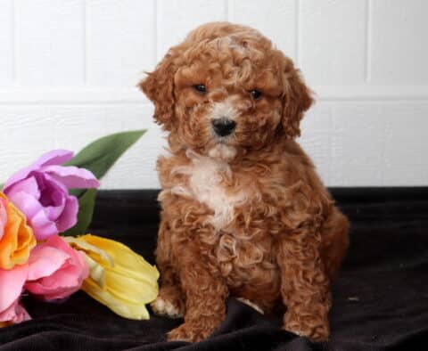 Curly red Cavapoo puppy with a small white chest patch sitting on black fabric beside pink, purple, and yellow flowers, posed against a white paneled background.
