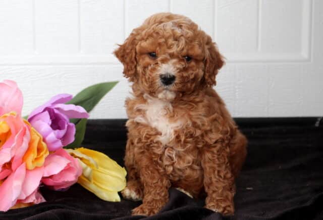 Curly red Cavapoo puppy with a small white chest patch sitting on black fabric beside pink, purple, and yellow flowers, posed against a white paneled background. image