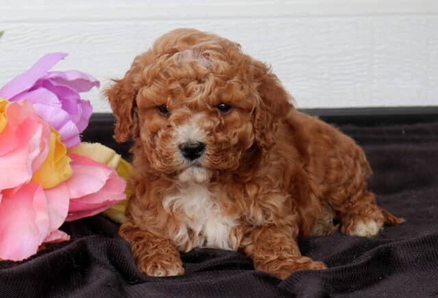 Curly red Cavapoo puppy with a white chest patch lying on black fabric beside pink, purple, and yellow flowers, set against a white paneled background. image