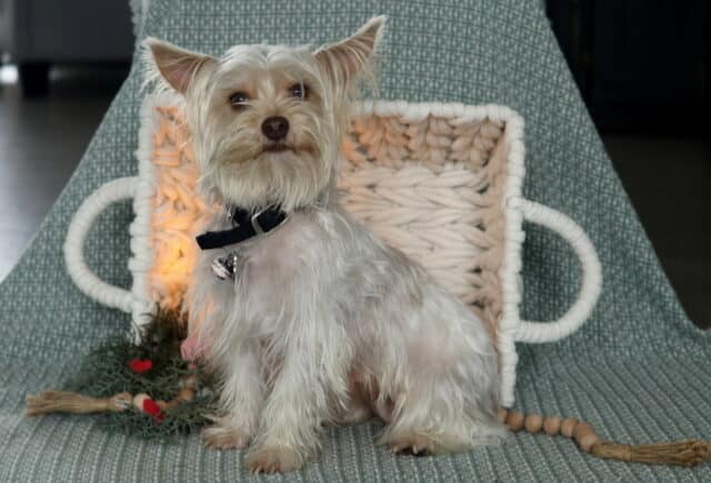 Hailey Yorkie Rachel Anne Blank image