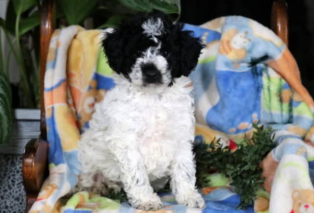 Harley Mini Poodle image