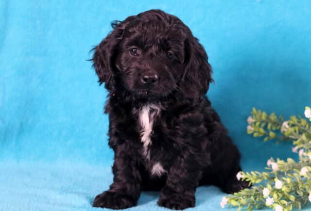Hazel Cockapoo image