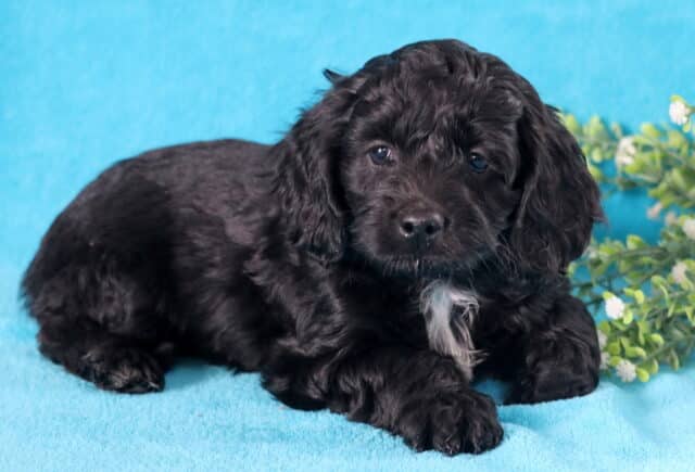 Hazel Cockapoo2 image