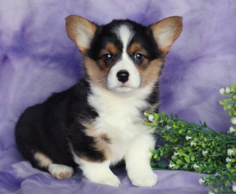 Hazel Corgi