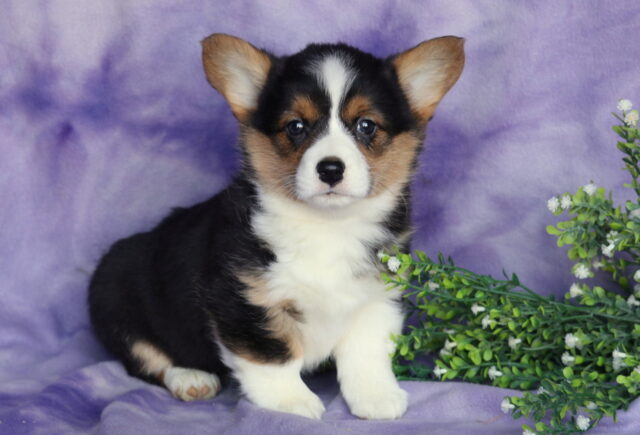 Hazel Corgi image
