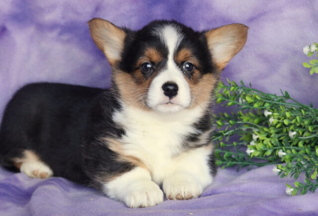 Hazel Corgi2 image