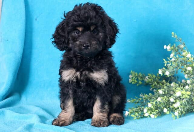 Heaven Cockapoo2 image