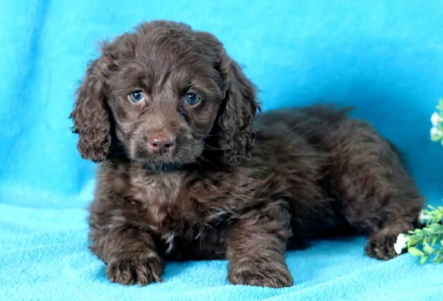 Heidi Cockapoo image