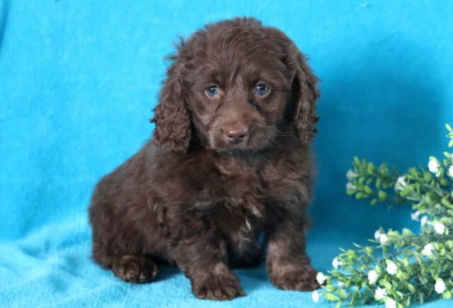 Heidi Cockapoo2 image