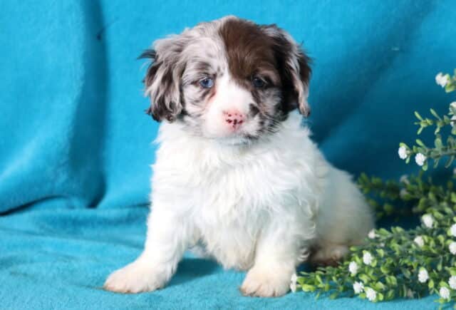 Hilary Cockapoo image