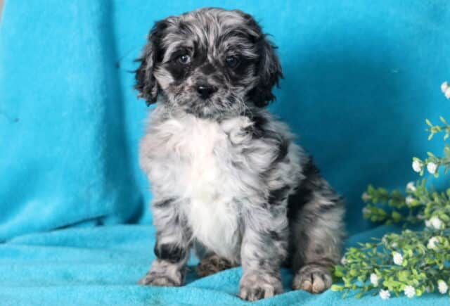 Honey Cockapoo image