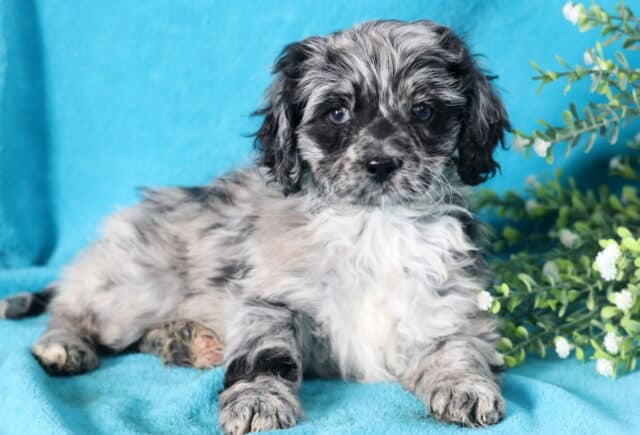 Honey Cockapoo2 image