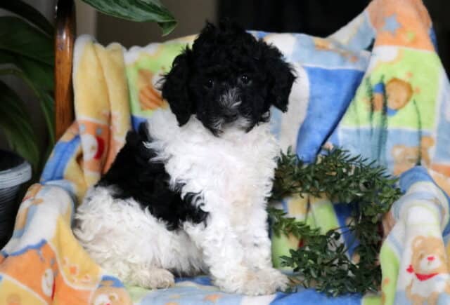 Honey Mini Poodle image