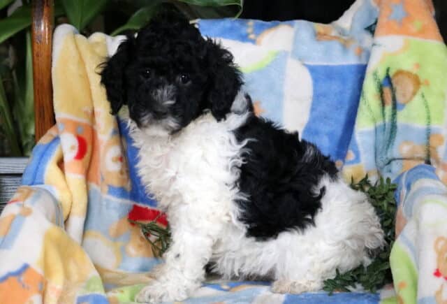 Honey Mini Poodle2 image