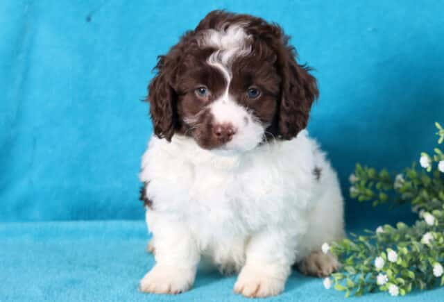 Hudson Cockapoo image