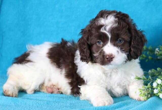 Hudson Cockapoo2 image