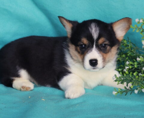 Hudson Corgi