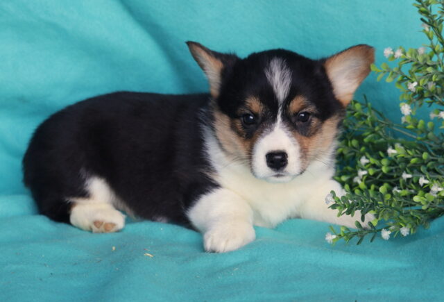 Hudson Corgi image