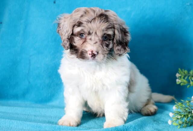 Hunter Cockapoo image