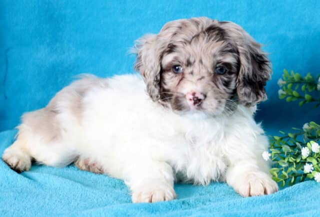 Hunter Cockapoo2 image