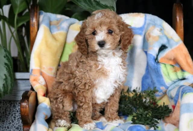 Hunter Mini Poodle image