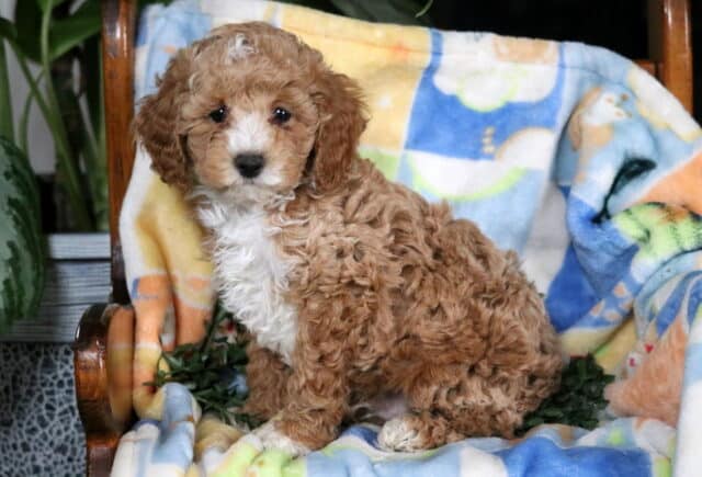 Hunter Mini Poodle2 image