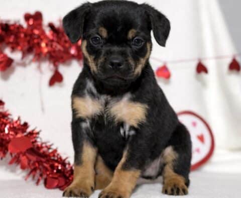 Jacob Mini Rottweiler