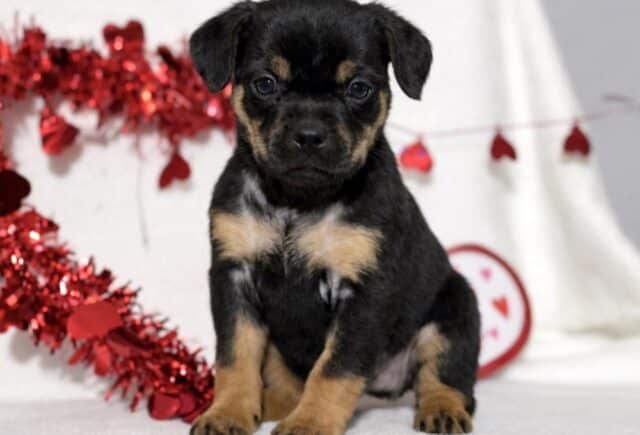 Jacob Mini Rottweiler image