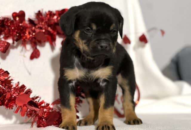 Jacob Mini Rottweiler3 image