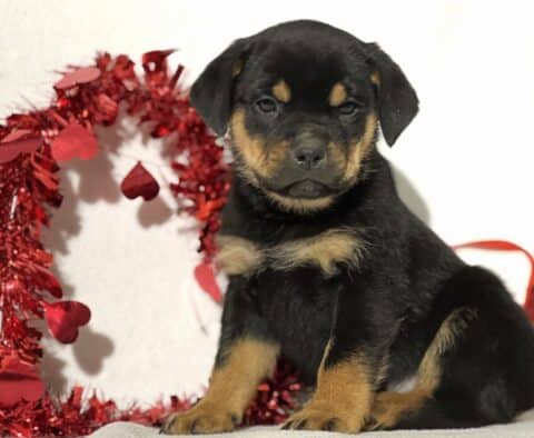 James Mini Rottweiler