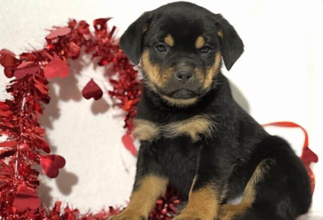 James Mini Rottweiler image