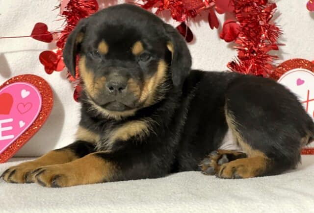 James Mini Rottweiler2 image