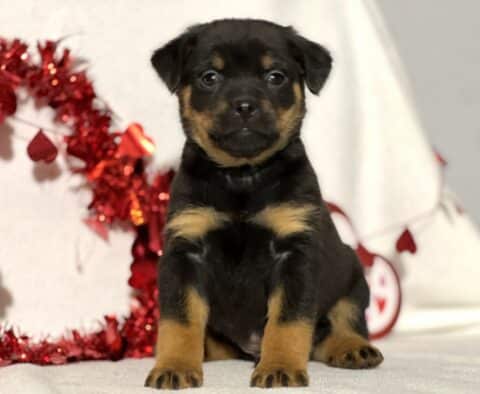 Janine Mini Rottweiler