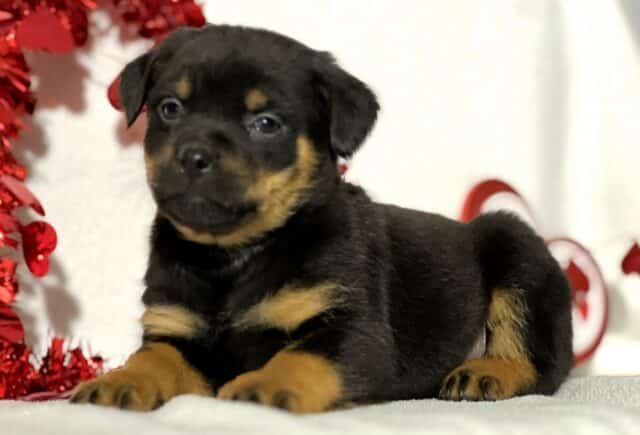 Janine Mini Rottweiler2 image