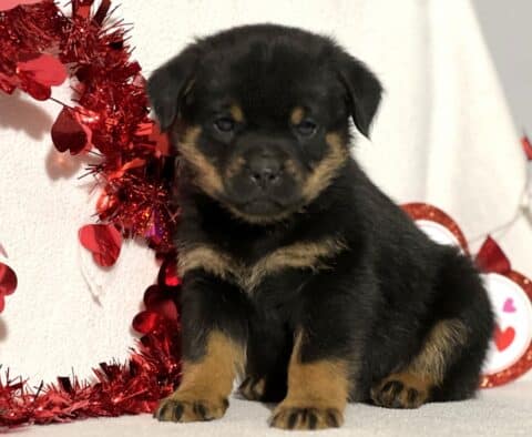 Jasmine Mini Rottweiler