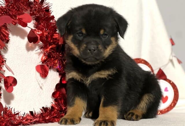 Jasmine Mini Rottweiler image