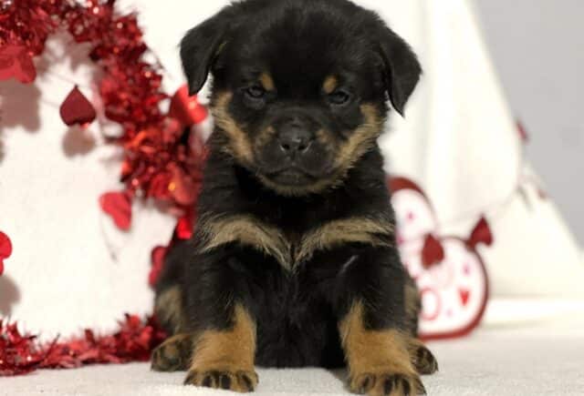 Jasmine Mini Rottweiler2 image