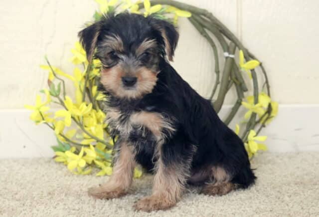 Small black and tan Yorkshire Terrier puppy sitting on a light carpet, soft tan and silver markings on the face and legs, posed in front of a rustic wreath decorated with bright yellow flowers, looking calmly toward the camera. image