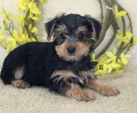 Black and tan Yorkshire Terrier puppy lying on a soft light carpet, fluffy coat with tan and silver accents on the face and paws, posed in front of a rustic wreath adorned with bright yellow flowers, looking sweetly at the camera.