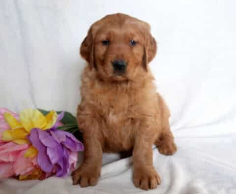Jasper Golden Retriever