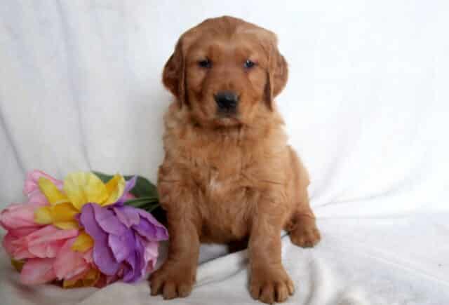 Jasper Golden Retriever image