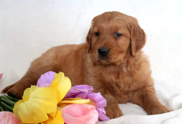 Jasper Golden Retriever2 image