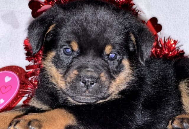 Jasper Mini Rottweiler image