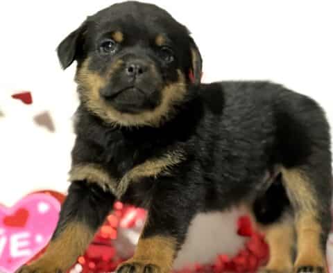 Jasper Mini Rottweiler2