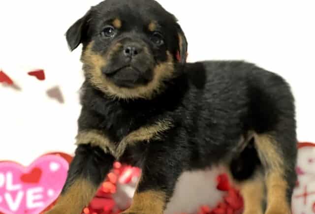 Jasper Mini Rottweiler2 image